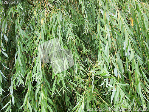 Image of Weeping Willow