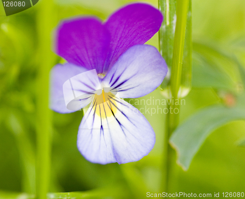 Image of Flower