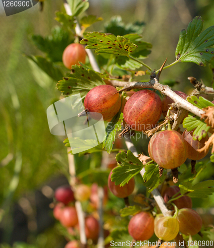 Image of Gooseberries.