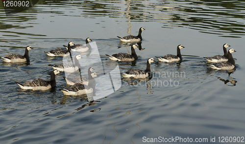 Image of Barnacle goose