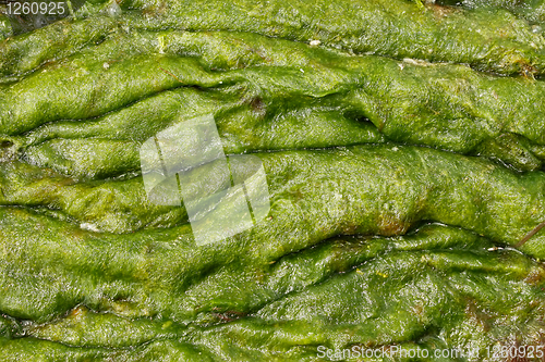 Image of Accumulation of green algae