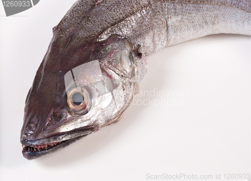 Image of Whiting