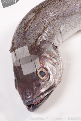 Image of Whiting