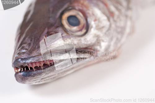 Image of Whiting
