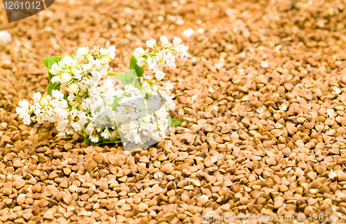 Image of Buckwheat