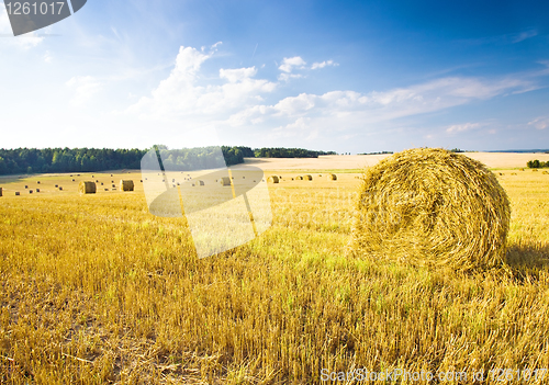 Image of  harvest company