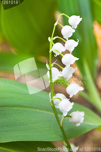Image of Lilies of the valley