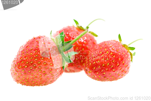 Image of Strawberry