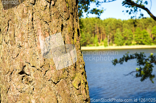 Image of  Bark of a tree