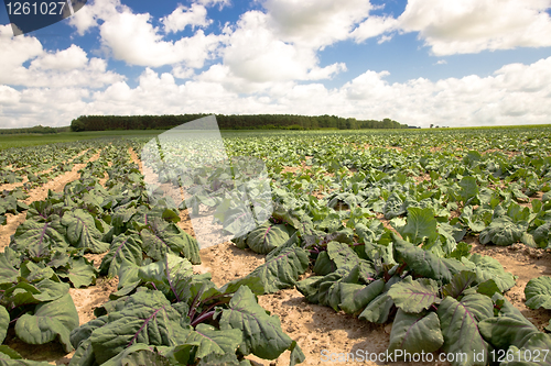 Image of Cabbage field