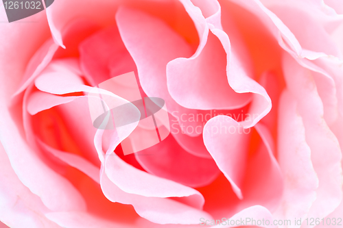 Image of rose