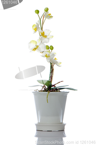 Image of Beautiful white orchid in a pot