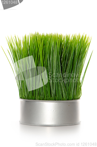 Image of Green grass