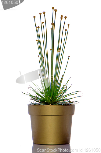 Image of Mikado