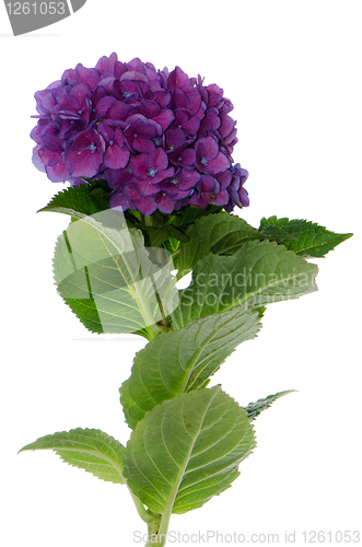 Image of Lacecap Hydrangea (macrophylla normalis)