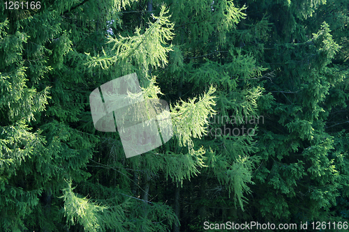 Image of pine branches