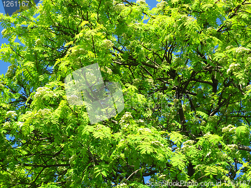 Image of green tree background