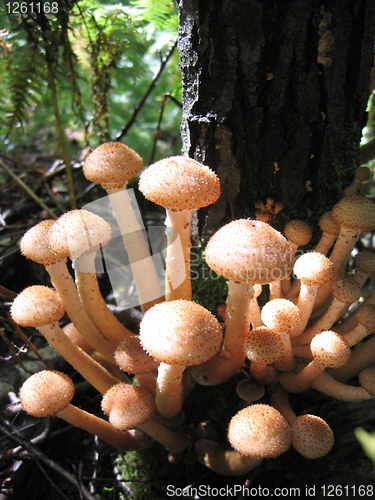 Image of honey mushrooms glowing in sunlight