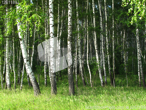 Image of birch trees