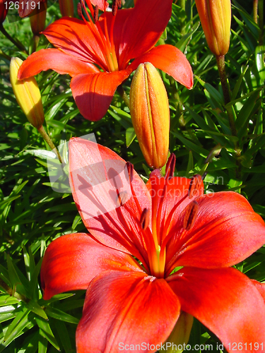 Image of beautiful red lily flower