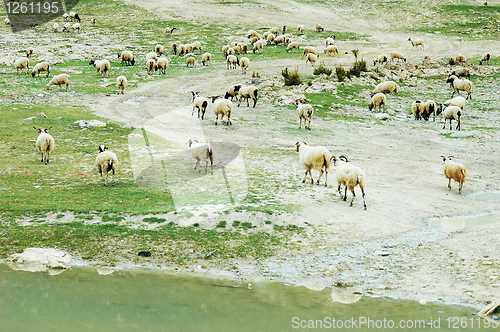 Image of Sheep on the pasture