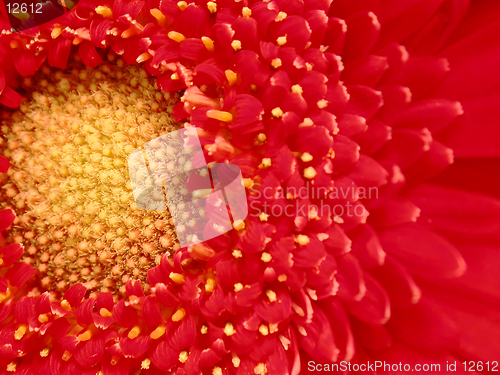 Image of Gerber Daisy