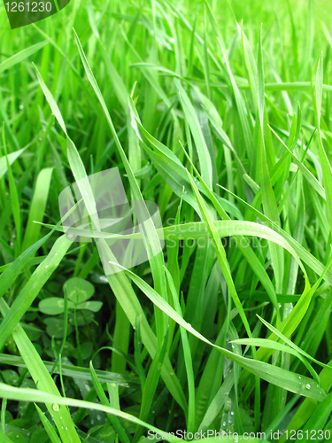 Image of green grass