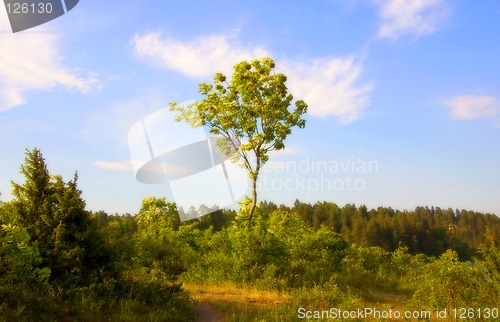 Image of Lonely tree