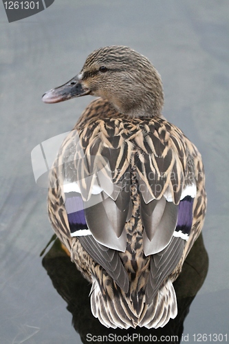 Image of Female mallard