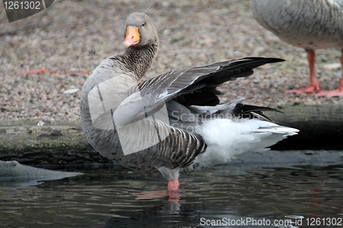 Image of Goose