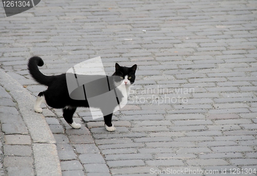 Image of Cat crossing a street