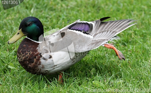 Image of Male mallard