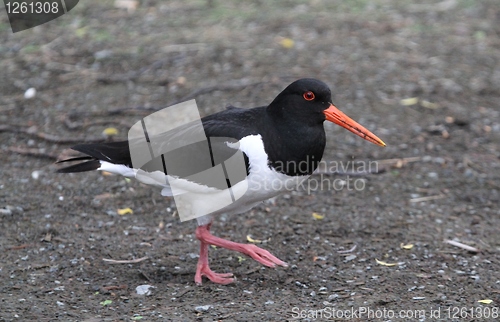 Image of Oystercatcher