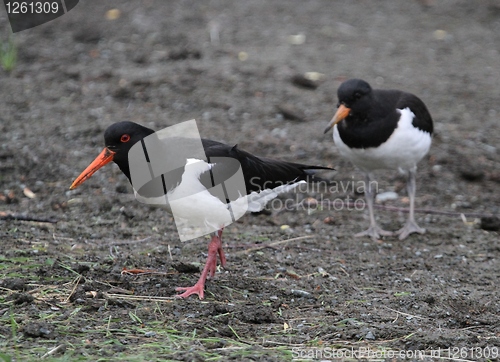 Image of Oystercatcher with chick