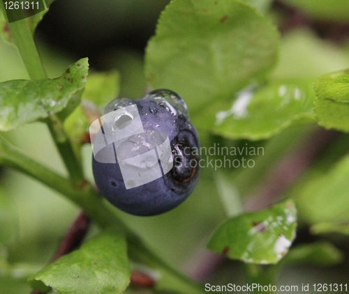 Image of Blueberry