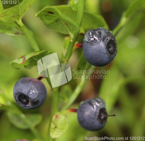 Image of Blueberries