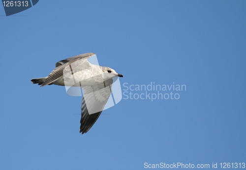 Image of Flying gull
