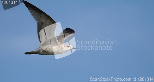 Image of Flying gull