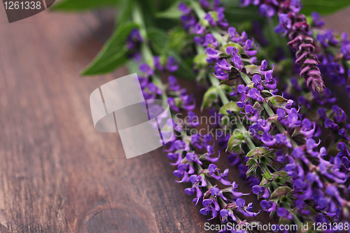 Image of sage flowers