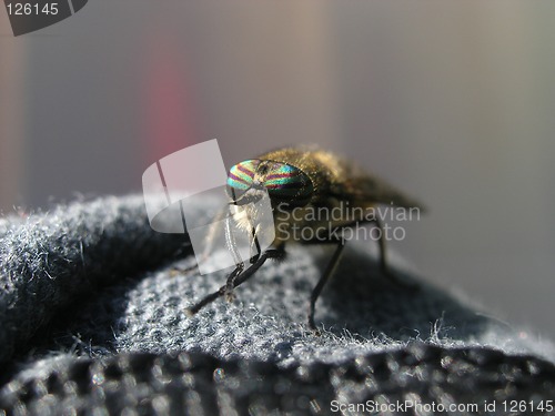 Image of Fly big