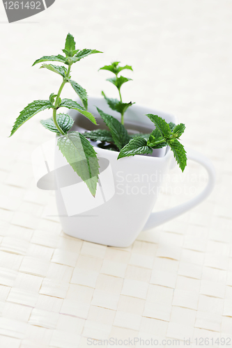 Image of mint tea