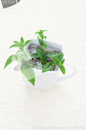 Image of mint tea