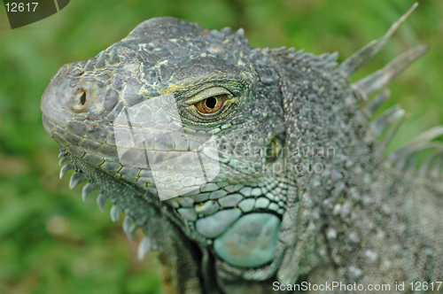 Image of Iguana