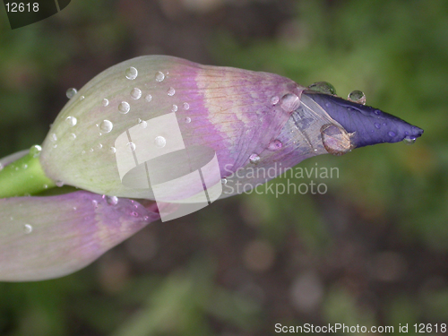 Image of Rainy Iris