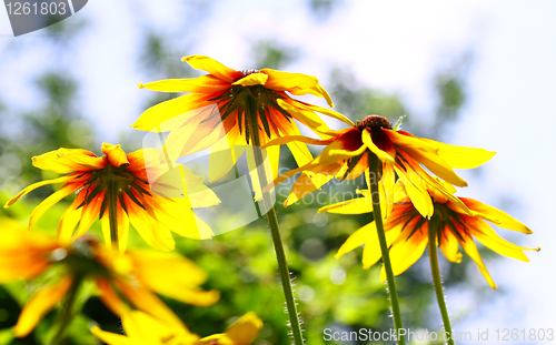 Image of beautiful yellow Sunflower 