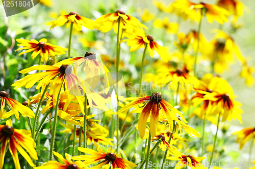 Image of Yellow flowers