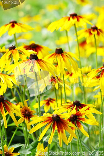 Image of Yellow flowers