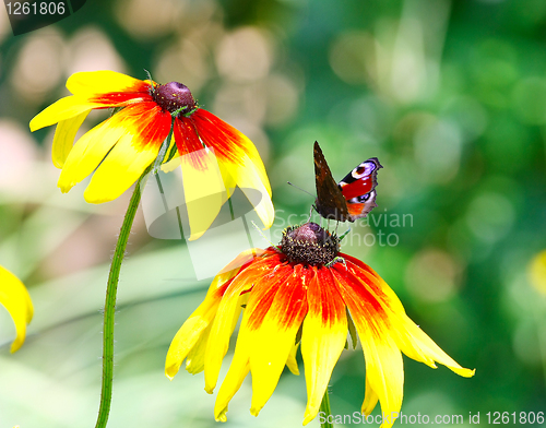 Image of Butterfly Inachis Io On Yellow Flower