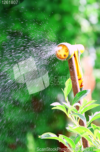 Image of Watering Flowers