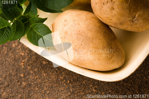 Image of New potato and green dill